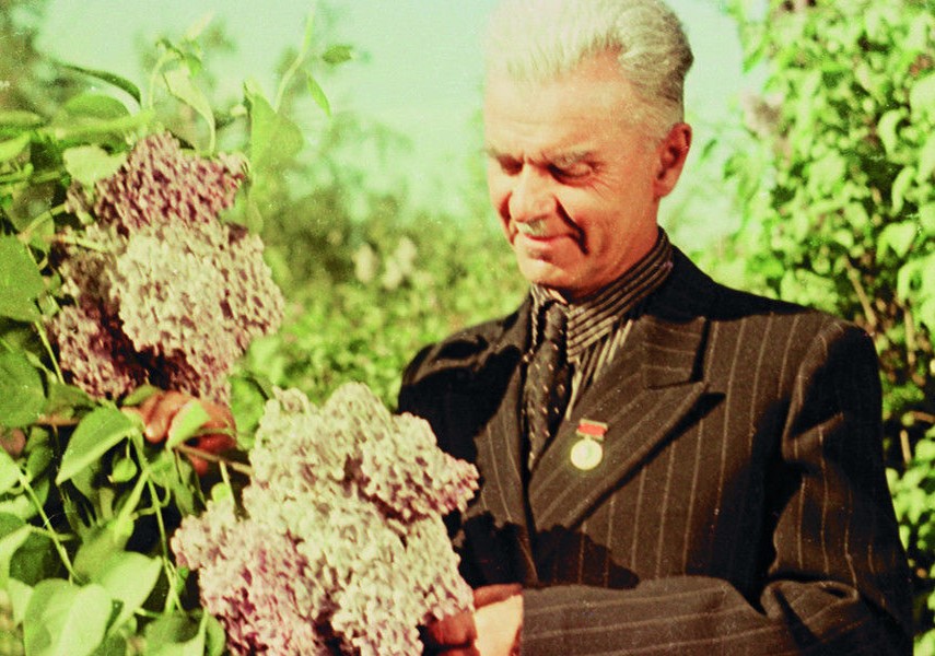 Цветы Победы